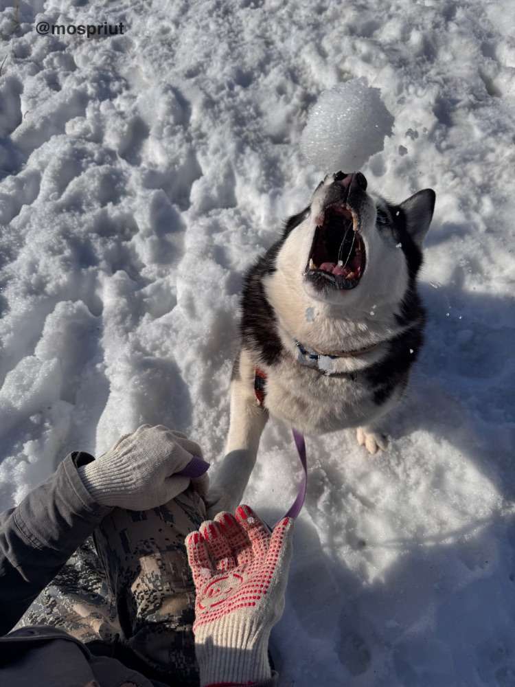 Хаски Юся из приюта Щербинка ловит снег | Приют Щербинка для бездомных животных (собак), Бутово, Москва, ЮЗАО