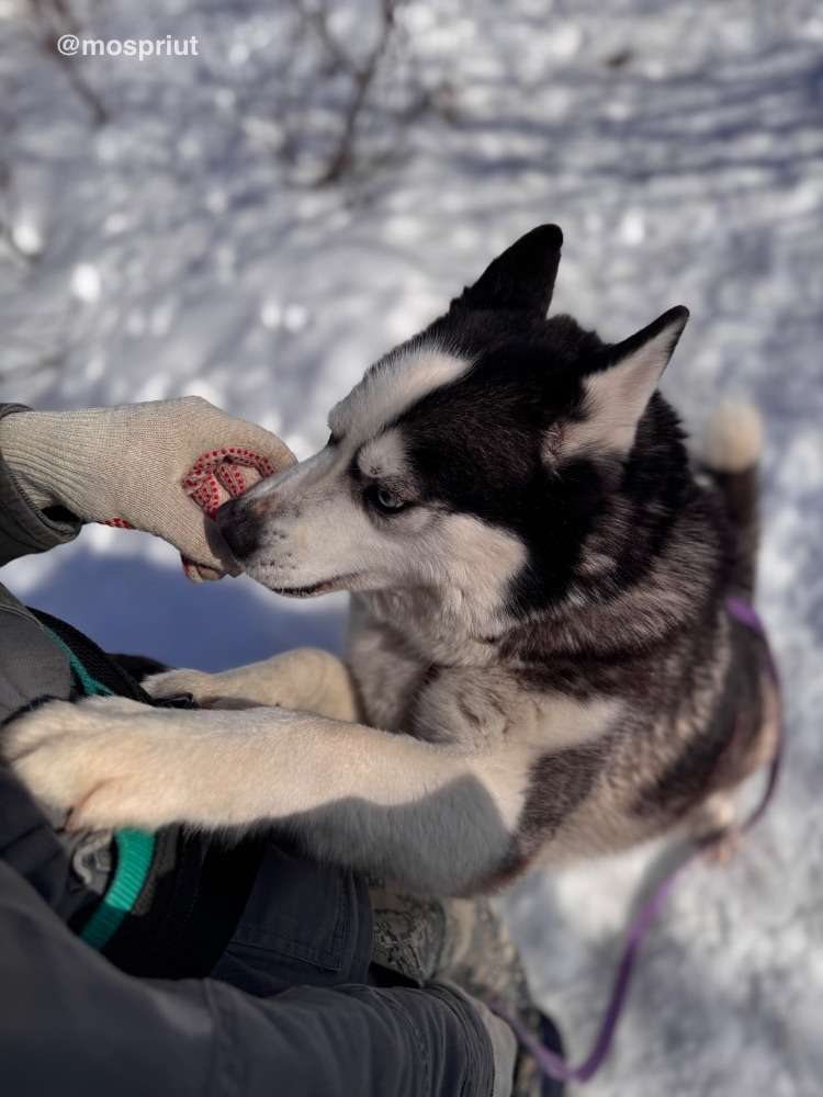 Хаски Юся из приюта Щербинка ловит снег | Приют Щербинка для бездомных животных (собак), Бутово, Москва, ЮЗАО