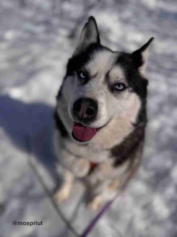 Хаски Юся из приюта Щербинка ловит снег