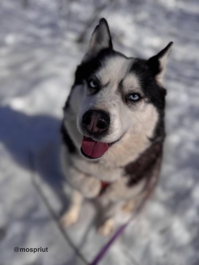 Обложка поста «Хаски Юся из приюта Щербинка ловит снег»
