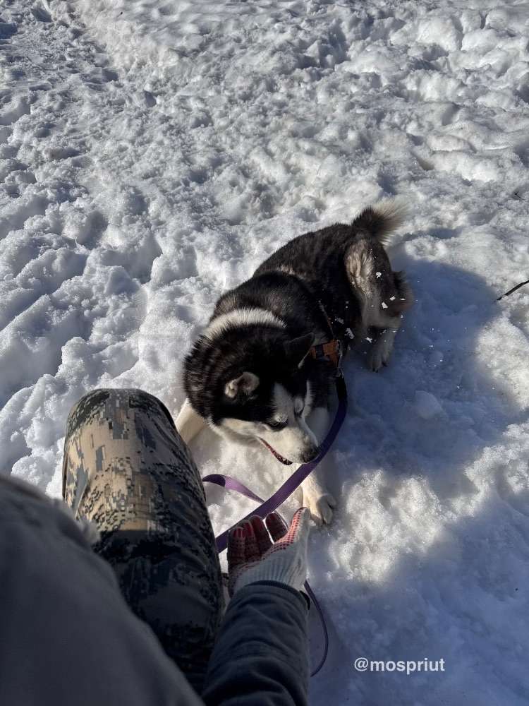 Хаски Юся из приюта Щербинка ловит снег | Приют Щербинка для бездомных животных (собак), Бутово, Москва, ЮЗАО