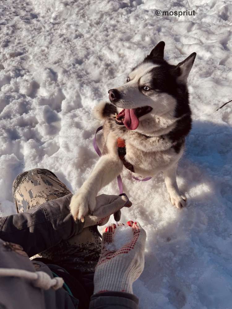 Хаски Юся из приюта Щербинка ловит снег | Приют Щербинка для бездомных животных (собак), Бутово, Москва, ЮЗАО
