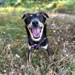 Ромка живёт в приюте для собак. Он совсем небольших размеров и с очень интересным окрасом | Пост в блоге сайта mospriut.ru