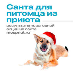 Результаты новогодней акции «Санта для питомца из приюта» 2025 | Пост в блоге сайта mospriut.ru
