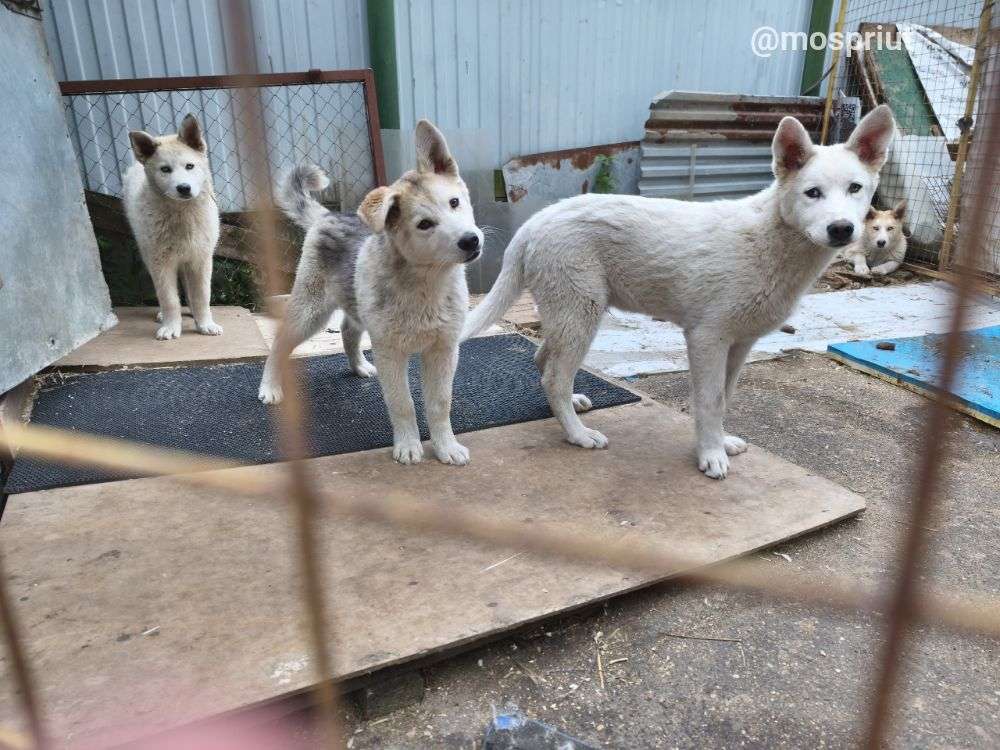 Новые щенята в приюте | Приют Щербинка для бездомных животных (собак), Бутово, Москва, ЮЗАО