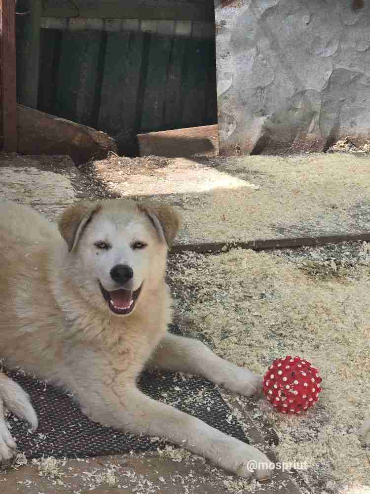 Новые щенята в приюте
