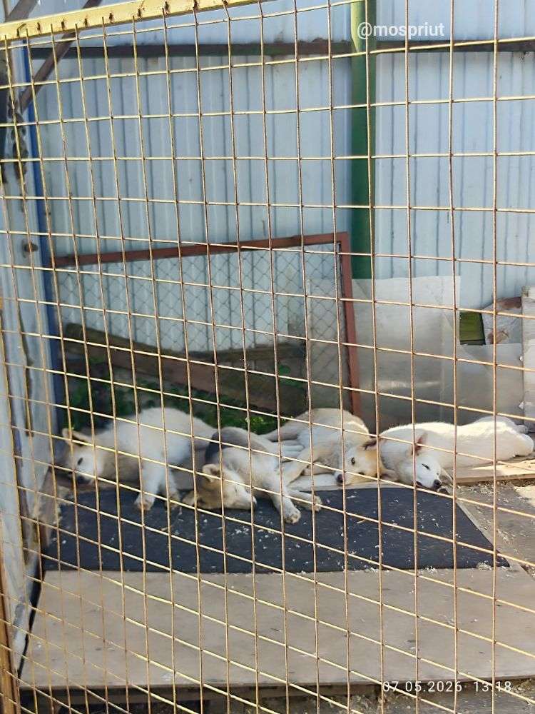 Новые щенята в приюте | Приют Щербинка для бездомных животных (собак), Бутово, Москва, ЮЗАО
