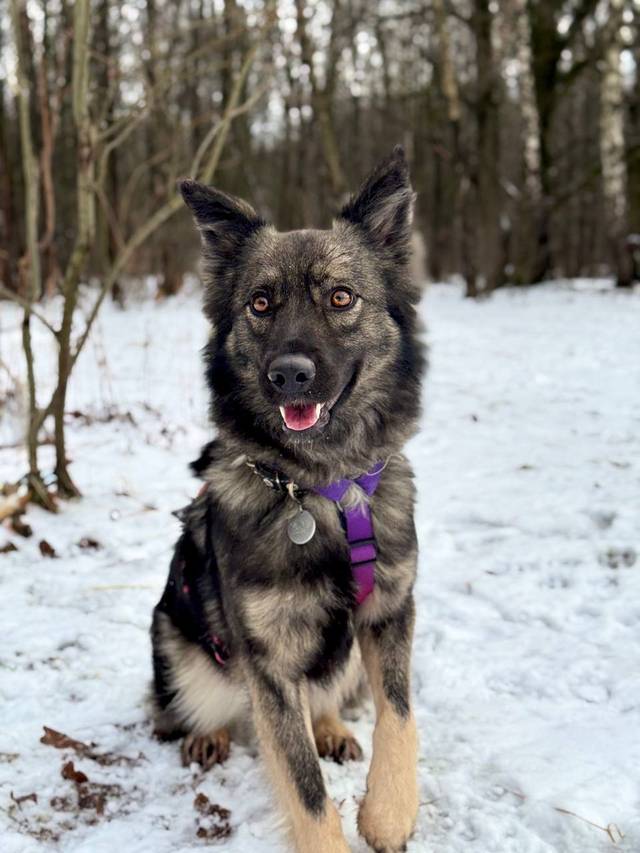 Обложка поста «Собачка Аляска уже 2.5 года ждёт семью в приюте для собак Щербинка»