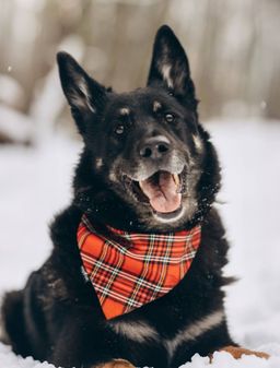 Если Вы устали от одиночества, то Малыш из приюта Щербинка скрасит вашу жизнь! 🥰 | Пост в блоге сайта mospriut.ru