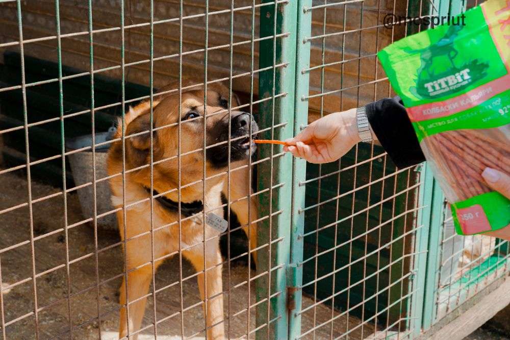 Гости в приюте Щербинка  | Приют Щербинка для бездомных животных (собак), Бутово, Москва, ЮЗАО