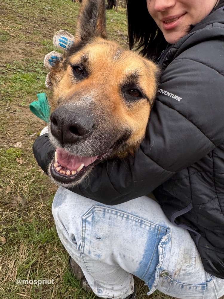 Тоффи всегда готова гладиться без остановки  | Приют Щербинка для бездомных животных (собак), Бутово, Москва, ЮЗАО