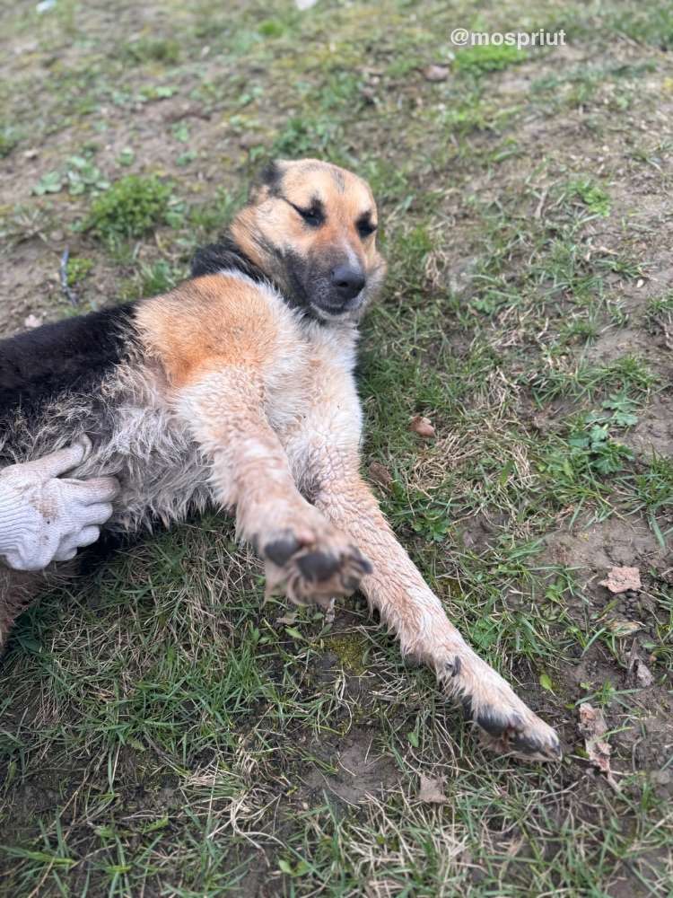 Тоффи всегда готова гладиться без остановки  | Приют Щербинка для бездомных животных (собак), Бутово, Москва, ЮЗАО