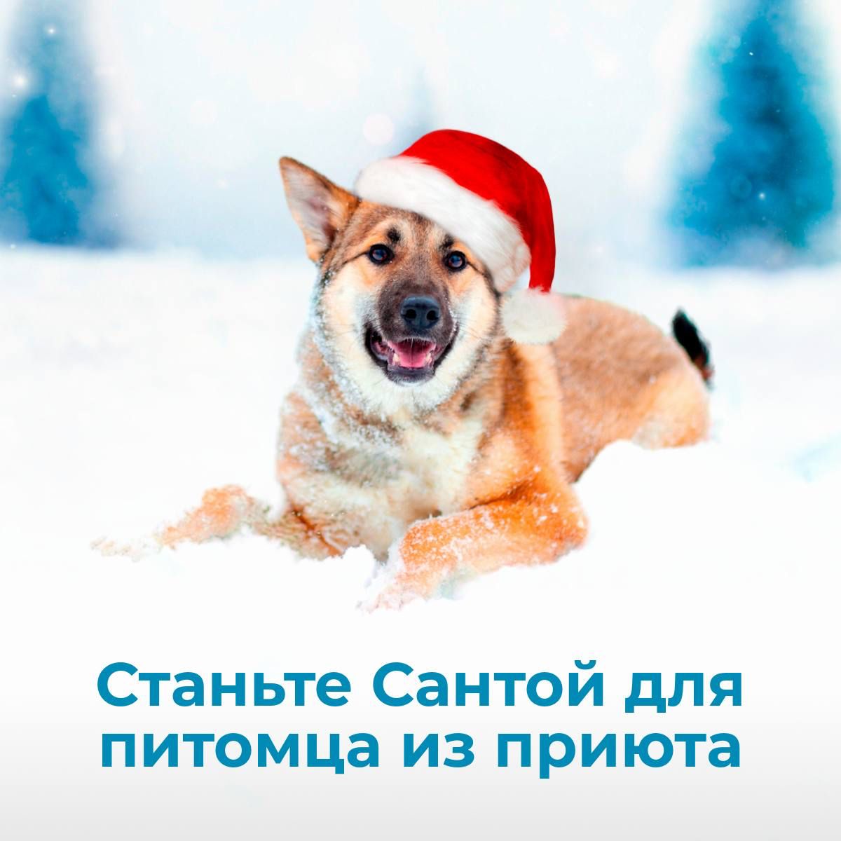 Станьте Сантой для питомца из приюта. Сделайте ему подарок на Новый 2025 Год!