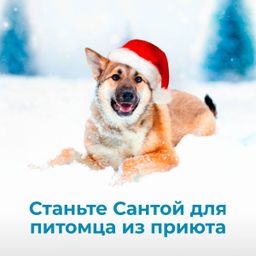 Станьте Сантой для питомца из приюта. Сделайте ему подарок на Новый 2025 Год! | Пост в блоге сайта mospriut.ru