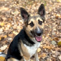 Тоффи из приюта для собак Щербинка как-будто только что посетила салон красоты для того, чтобы быстрее найти дом 🥰 | Пост в блоге сайта mospriut.ru