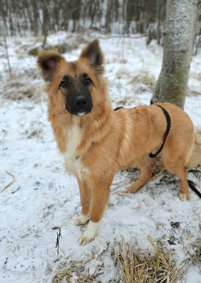 Обложка поста «Пушистого щенка Сириуса сдали в приют Щербинка в первые дни 2025 года 😢»