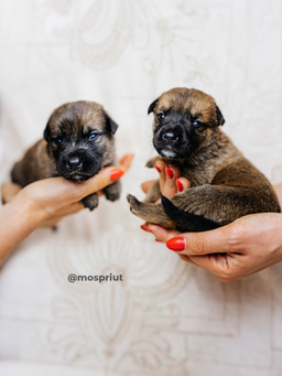 Для спасения маленьких щенят из приюта не хватает всего одного - найти им дом | Пост в блоге сайта mospriut.ru