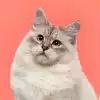 Логотип приюта Фортуна для бездомных животных (кошки, собаки), Москва и Московская область | mospriut