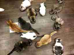 КотоКафе Котеешная