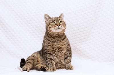 Приют Ласковый зверь для бездомных животных (кошки, собаки), Москва и Московская область | Взять питомца из приюта Ласковый зверь