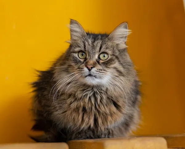 Приют КотоКафе Мурчашка для бездомных животных (кошки), Москва и Московская область | Взять питомца из приюта КотоКафе Мурчашка