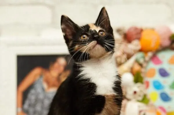 Приют МариКошки для бездомных животных (кошки), Москва и Московская область | Взять питомца из приюта МариКошки